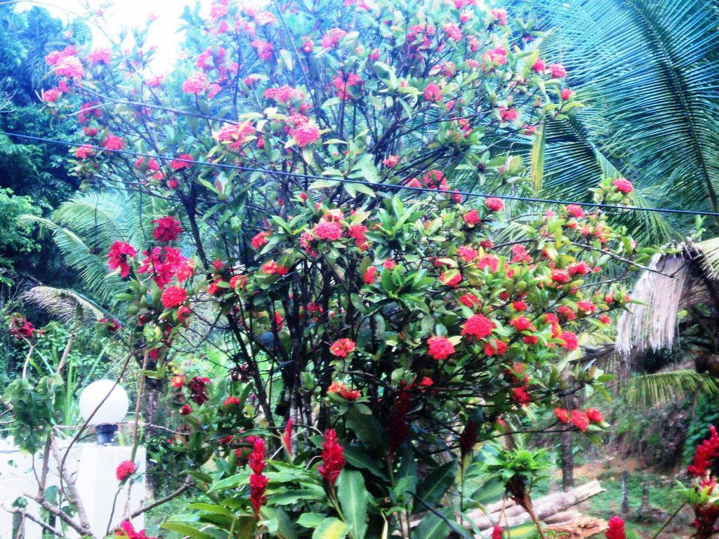 View Valley Homestay มุนนาร์ ภายนอก รูปภาพ